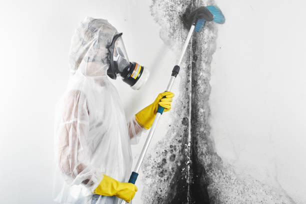 Best Commercial Mold Inspection  in Forestdale, MA