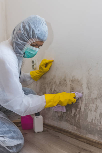 Best HVAC Mold Inspection and Cleaning  in Forestdale, MA