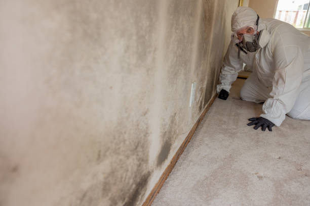 Best Emergency Mold Remediation  in Forestdale, MA